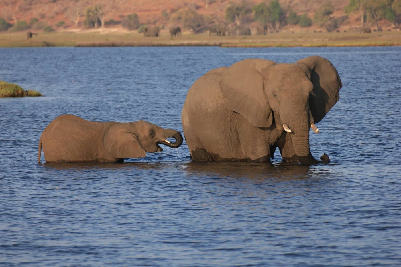 Elefante adulto e filhote na água, em Botsuana