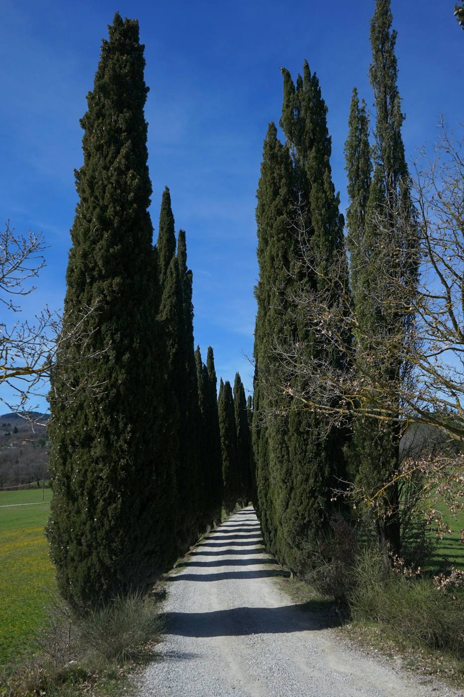 Estrada de terra ladeada por ciprestes na Toscana