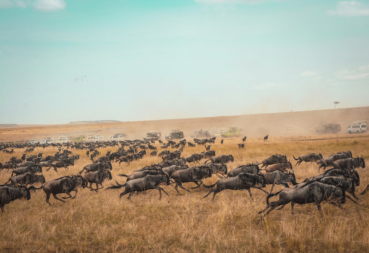 Maasai Mara, Quênia