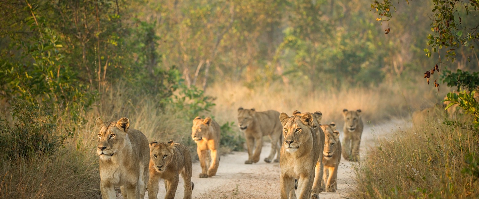 Singita Castleton, África do Sul, Sabi Sand
