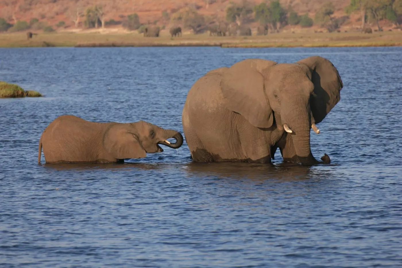 Elefante adulto e filhote na água, em Botsuana